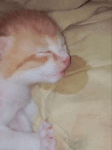 sleepykitty